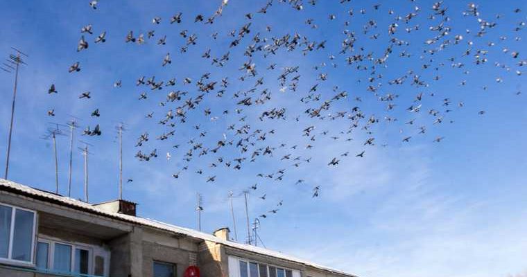 В Тобольске из-за шумозащитного забора гибнут птицы