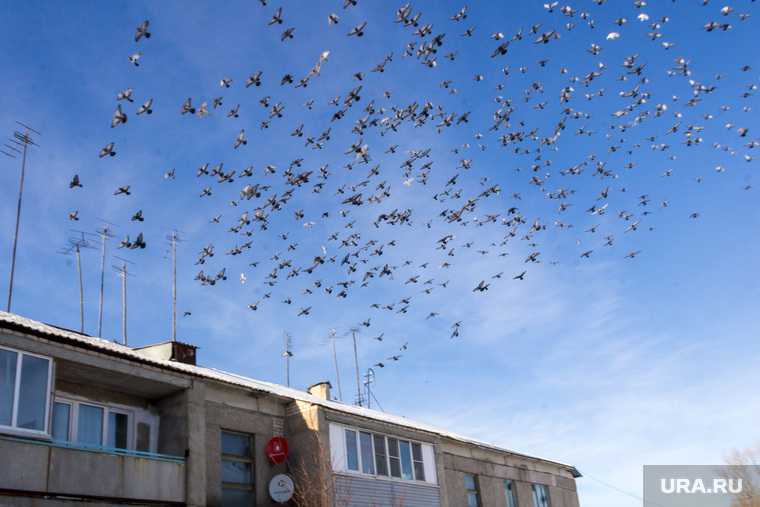 В Тобольске из-за шумозащитного забора гибнут птицы