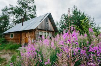 Германия иван-чай поставки
