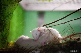 возле ТРЦ Сити Молл бегают огромные крысы