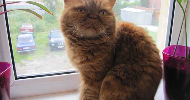 коты в самолете