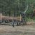 Перевозчика из ЯНАО обвинили в незаконной вырубке леса