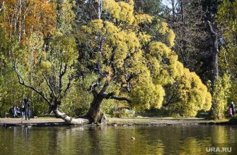 дендрарий Екатеринбург улица Мира реконструкция