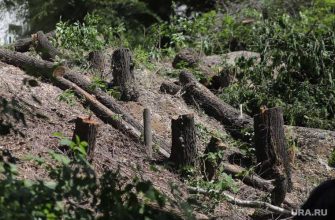 снос курганских деревьев