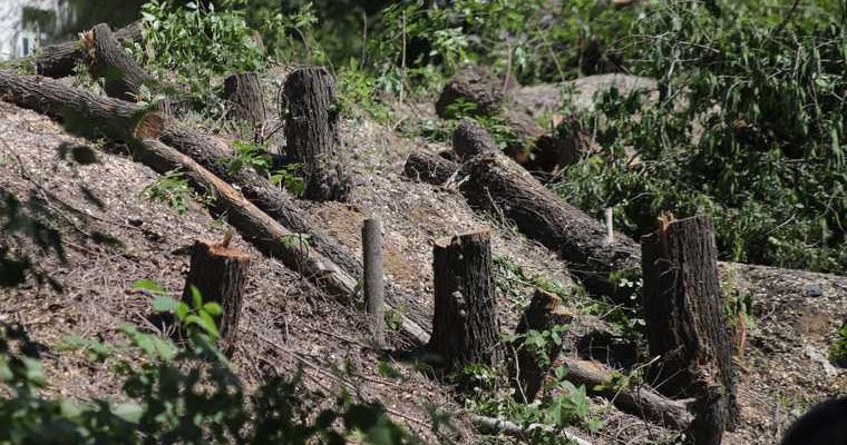 снос курганских деревьев