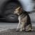 Курганские чиновники посоветовали жителям поговорить с собаками