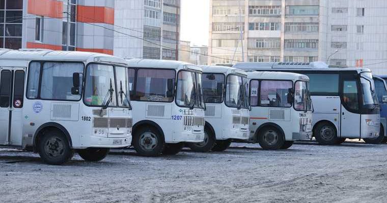 Катайский район бездомные собаки
