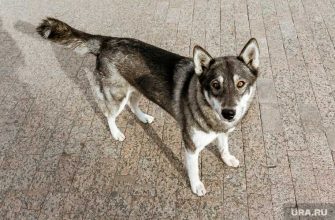 Нижний тагил Свердловская область собачий питомник мэр Владислав Пинаев