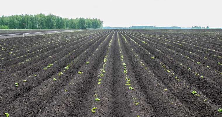 как регулируются цены на картошку продукты питания Агропром бизнес