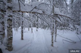 в Тюмени вместо снега выпал пепел