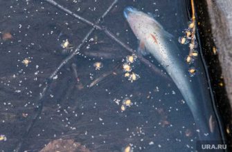 в Тобольске найден очаг гаффской болезни