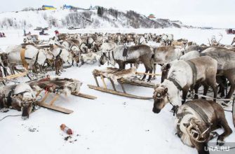В ЯНАО массово гибнут олени. Во всем винят аномальную погоду