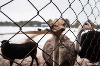 администрация Кетово