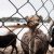 Курганская страусиная ферма отдала детям чучела животных. Фото