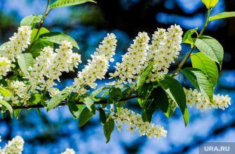 пыльца аллергия помощь