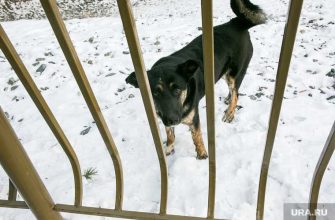 бездомные собаки отлов Свердловская область приюты для животных