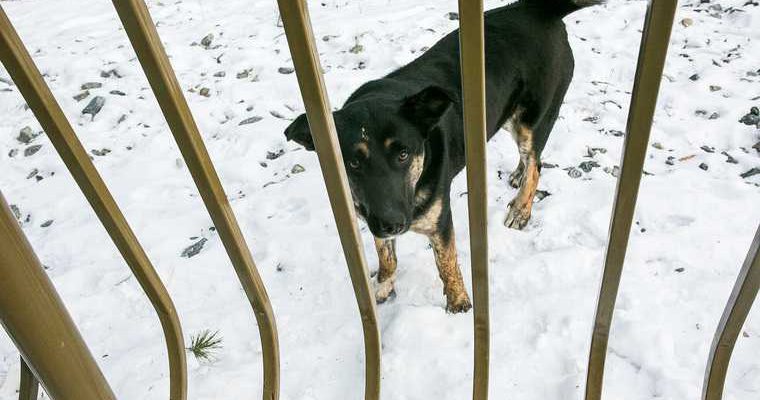 бездомные собаки отлов Свердловская область приюты для животных