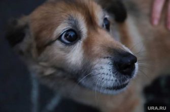 помощь животным