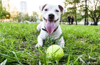 когда начинать ставить прививки животным