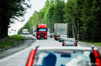 авария животное тюмень