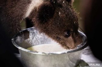 Всемирный фонд дикой природы WWF России