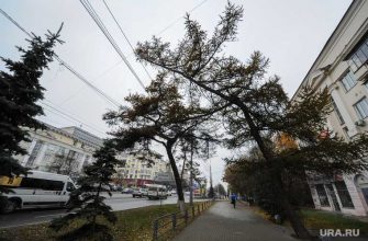 Челябинск даурская лиственница Русской японская война офицер губернатор Текслер