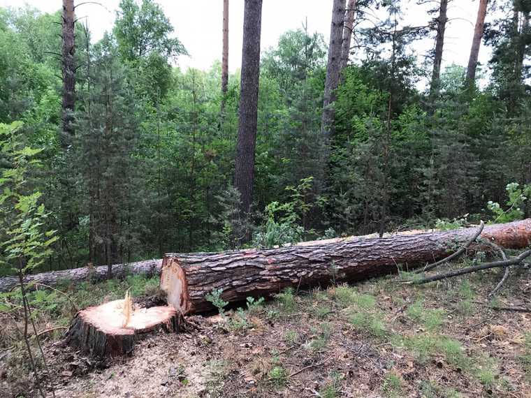 На «курганской Рублевке» вырубают вековой сосновый лес. Фото