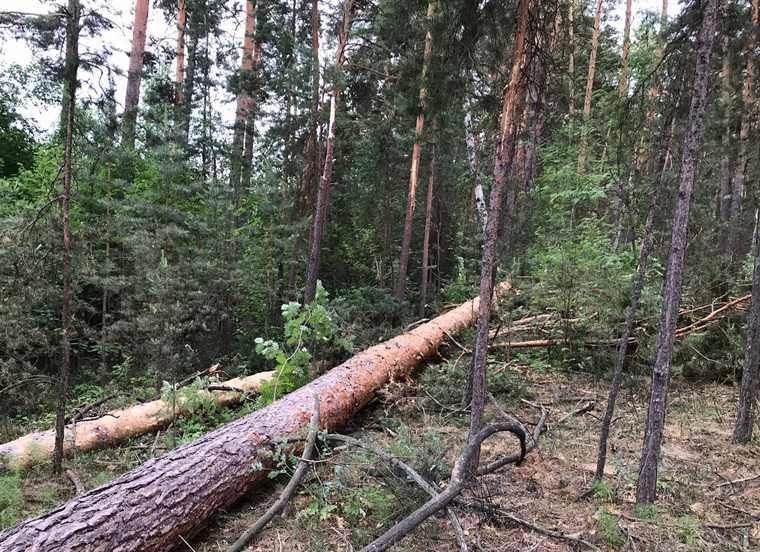 На «курганской Рублевке» вырубают вековой сосновый лес. Фото