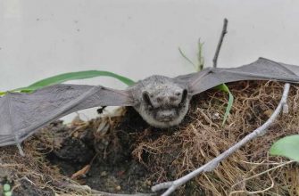 летучая мышь залетела