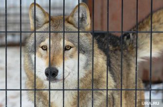 Курганская область