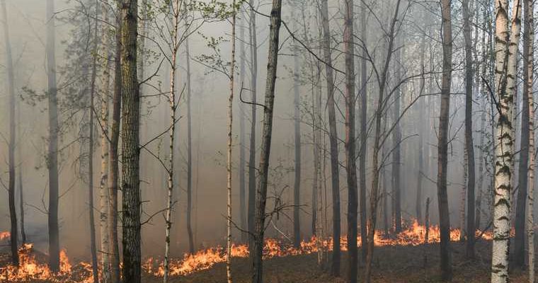 лес горит Свердловская область