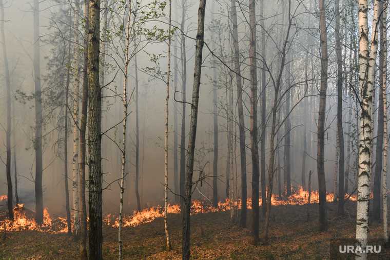 лес горит Свердловская область